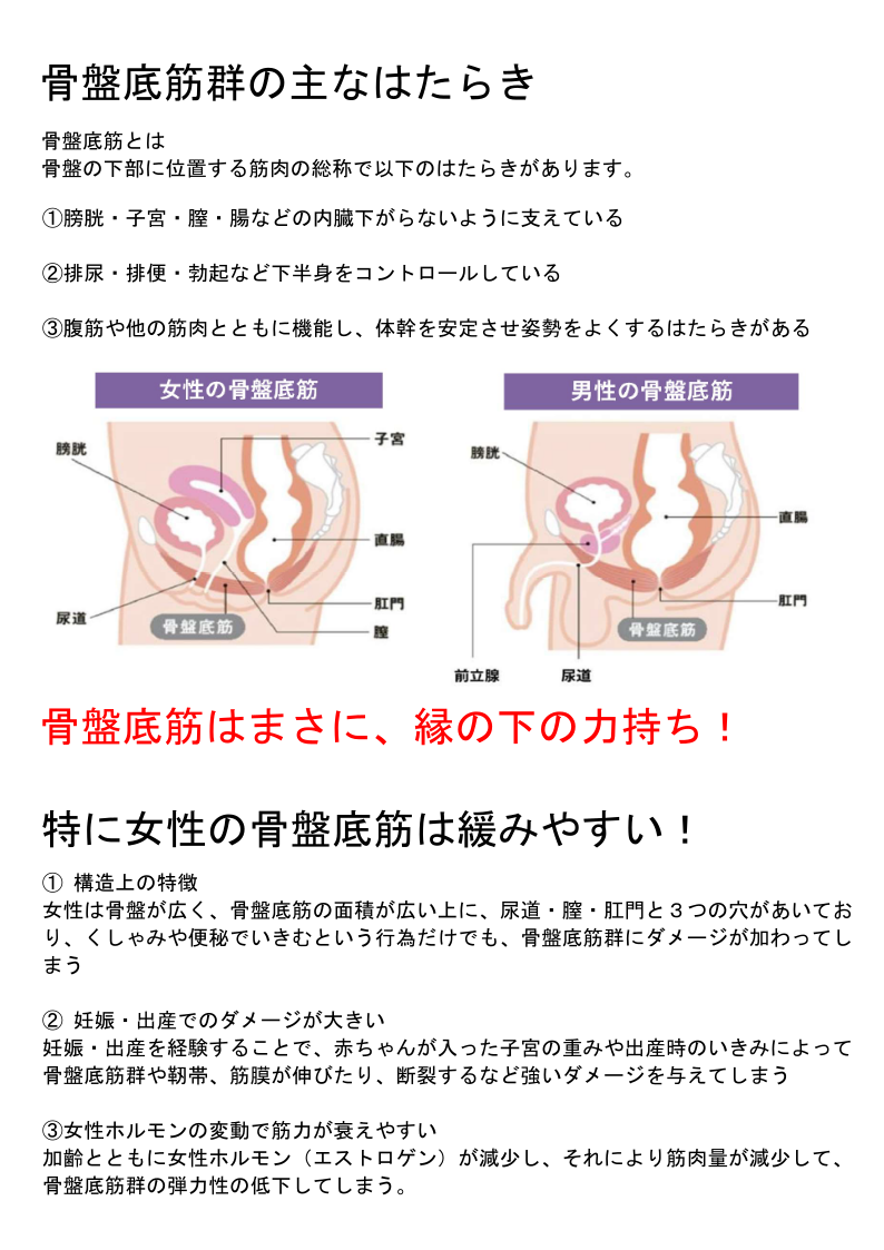 骨盤邸筋の主な働き
